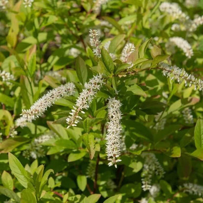 white sweetspire Seeds