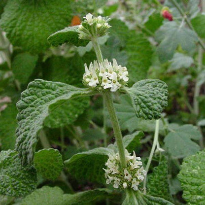 Horehound Seeds - Herbal Plant for Home Gardens