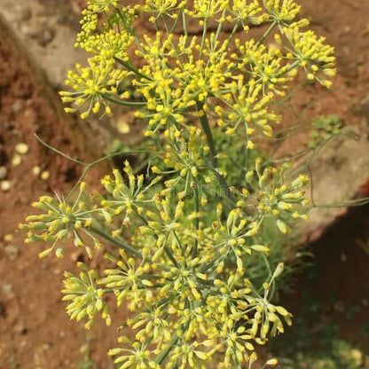 whole anise seeds - Herbal Plant 