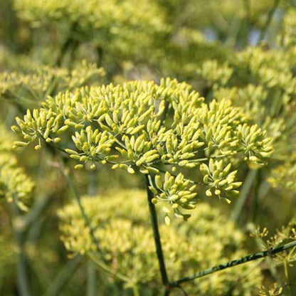 whole anise seeds - Herbal Plant 