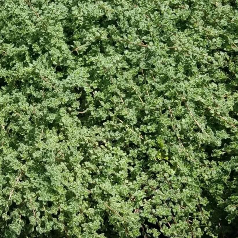 woolly thyme seeds for planting