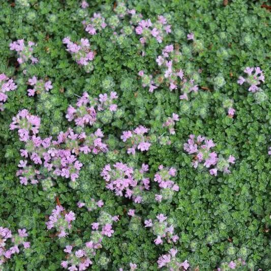 woolly thyme seeds for planting