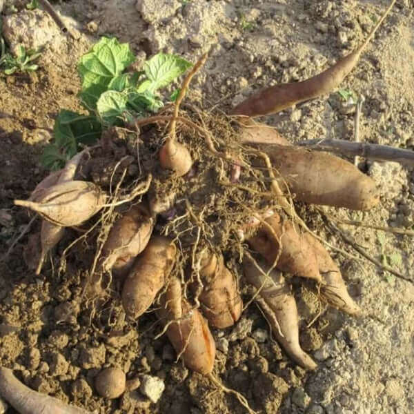 yacon plant seeds - Vegetable Plant