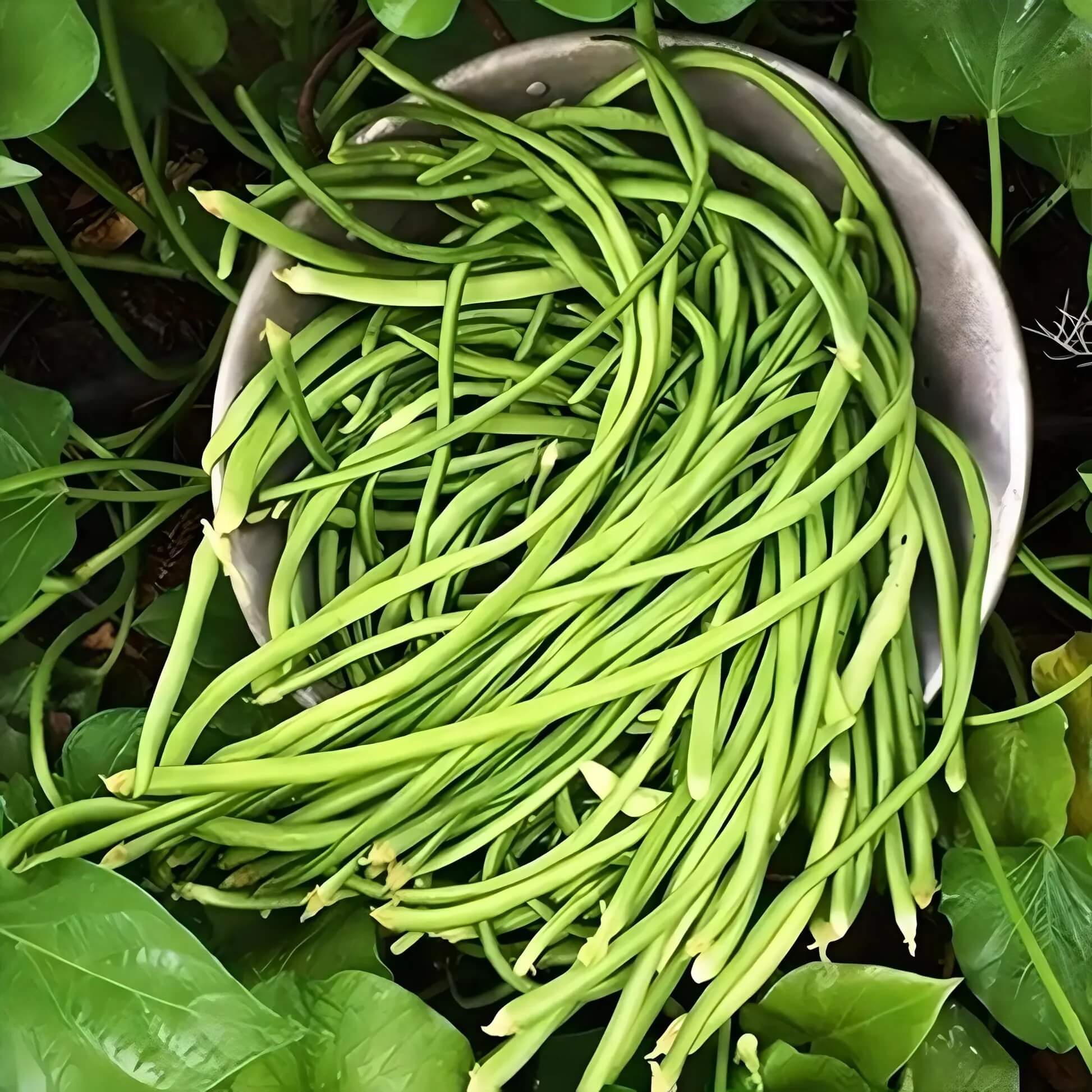 yardlong beans seeds - Vegetable Plant