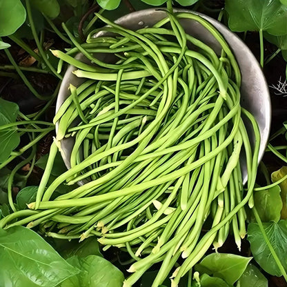 yardlong beans seeds - Vegetable Plant