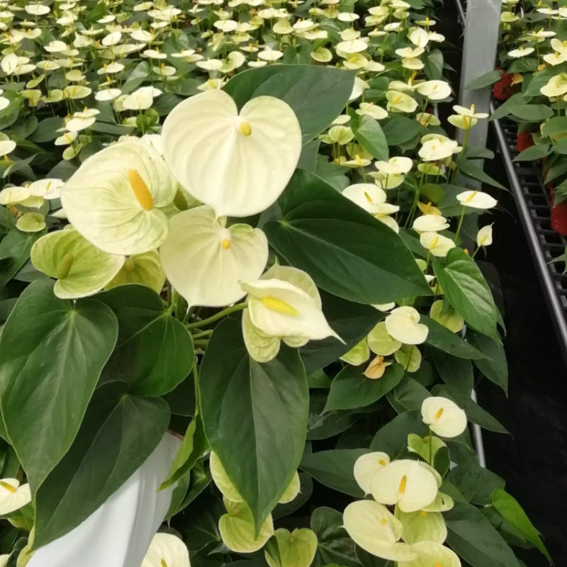 yellow Anthurium Seeds 