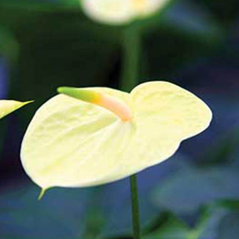 yellow Anthurium Seeds 