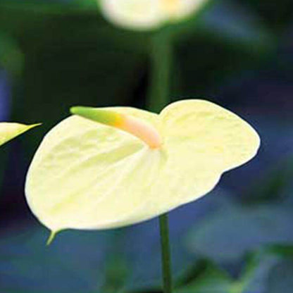 yellow Anthurium Seeds 