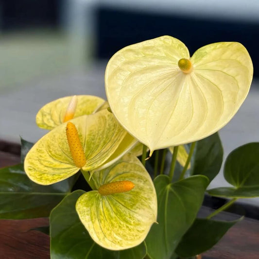 yellow Anthurium Seeds 