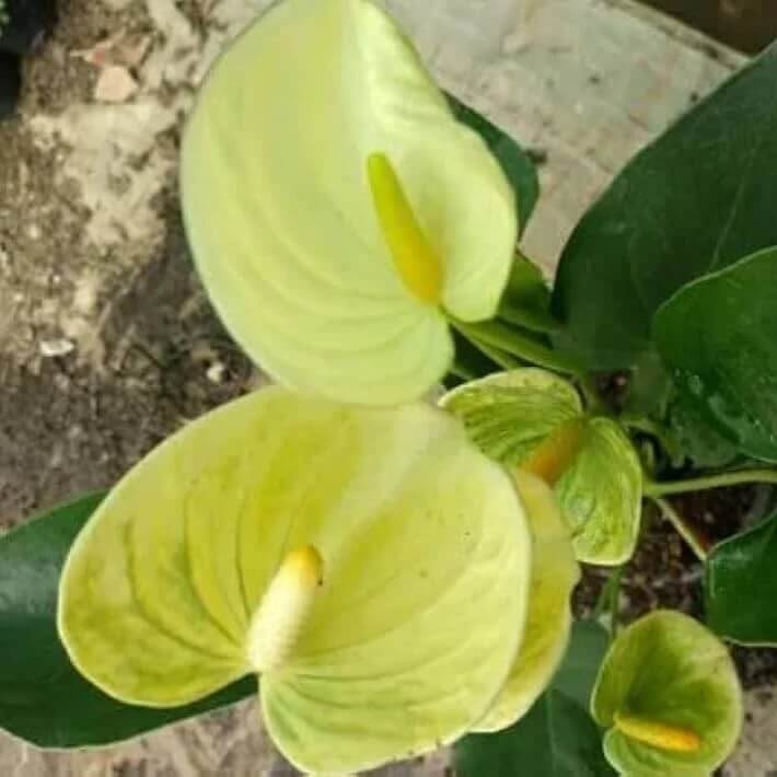 yellow Anthurium Seeds 