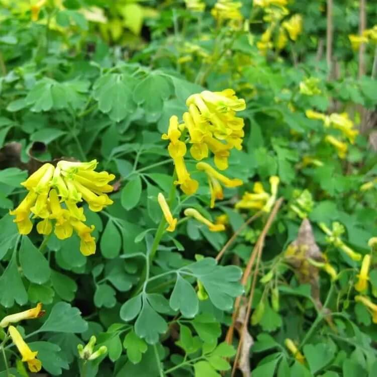 yellow Corydalis Lutea  Seeds
