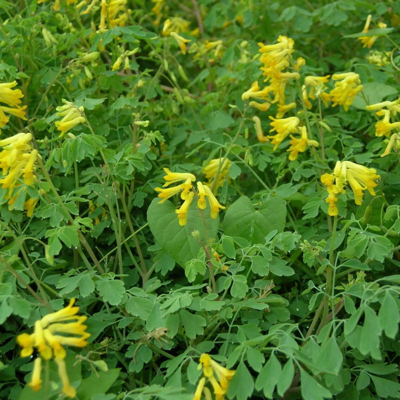 yellow Corydalis Lutea  Seeds