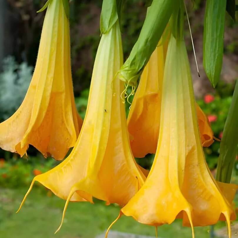 yellow dhatura Seeds
