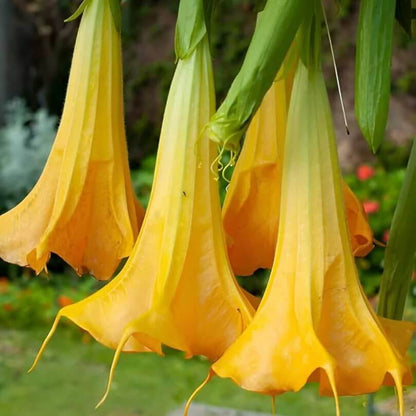 yellow dhatura Seeds