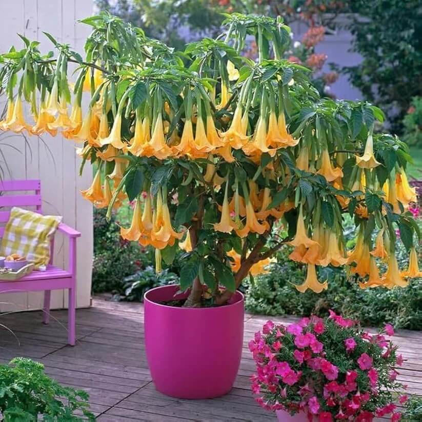 yellow dhatura Seeds