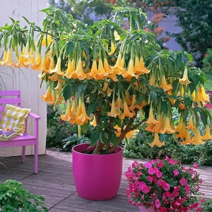 yellow dhatura Seeds