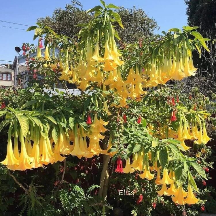 yellow dhatura Seeds