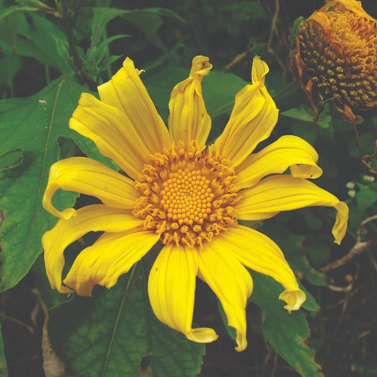 yellow tithonia diversifolia giant sunflower seeds