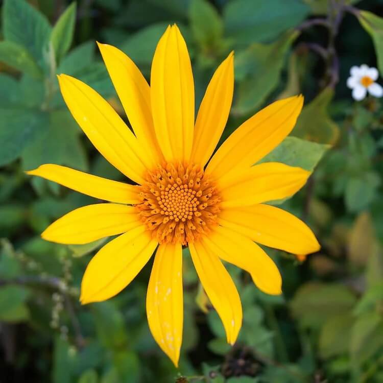 yellow tithonia diversifolia giant sunflower seeds