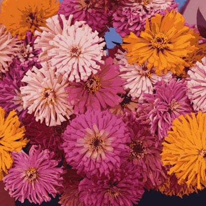 zinnia cactus seeds