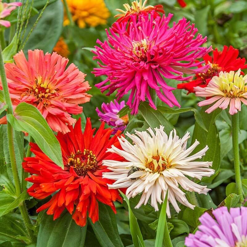 zinnia cactus seeds