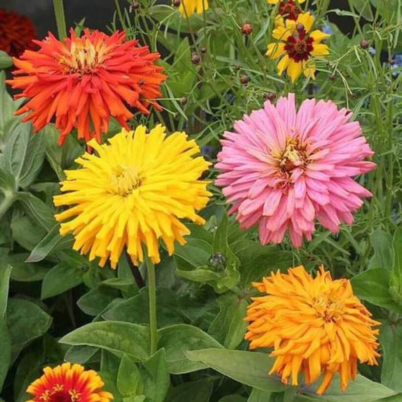 zinnia cactus seeds